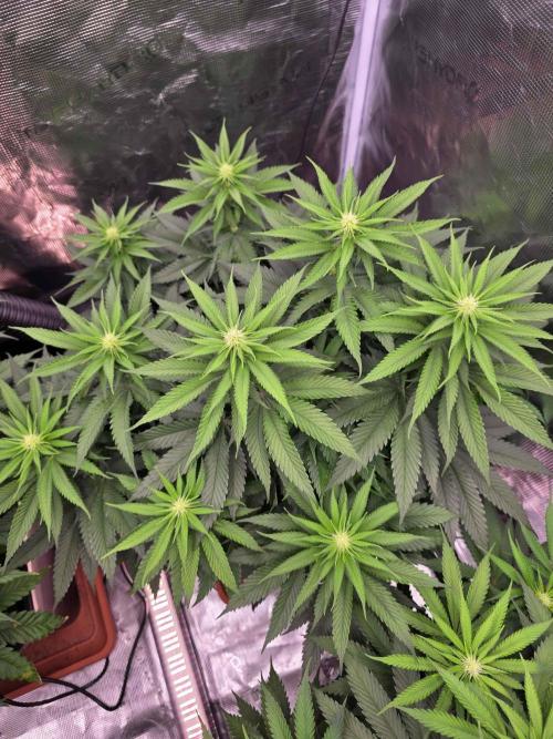 cHomiK Lilac Diesel Rbx2. Week 7