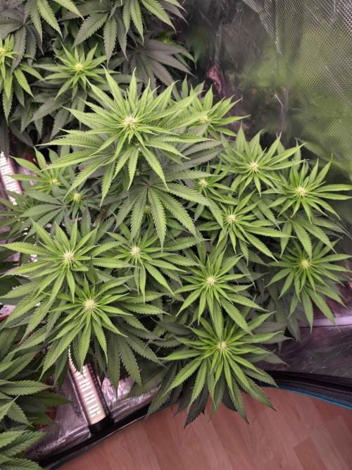 cHomiK Lilac Diesel Rbx2. Week 7