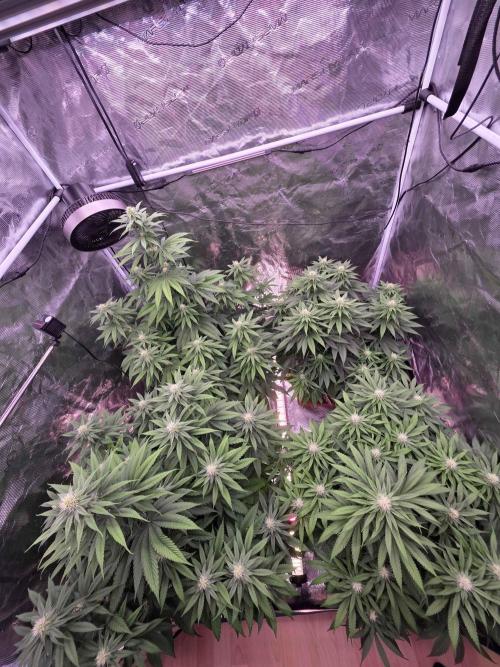 cHomiK Lilac Diesel Rbx2. Week 8 - 21day