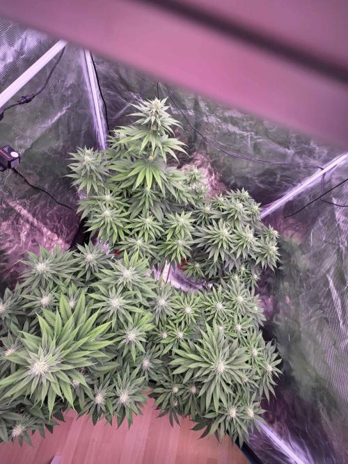 cHomiK Lilac Diesel Rbx2. Week 8 - 24day