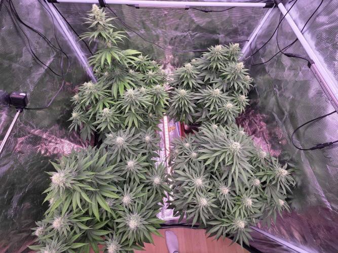 cHomiK Lilac Diesel Rbx2. Week 9