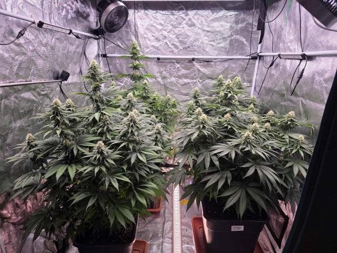 cHomiK Lilac Diesel Rbx2. Week 9