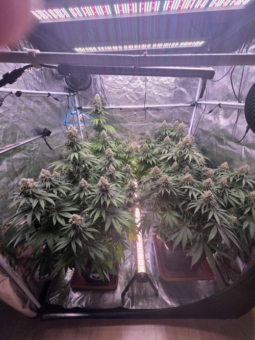cHomiK Lilac Diesel Rbx2. Week 11