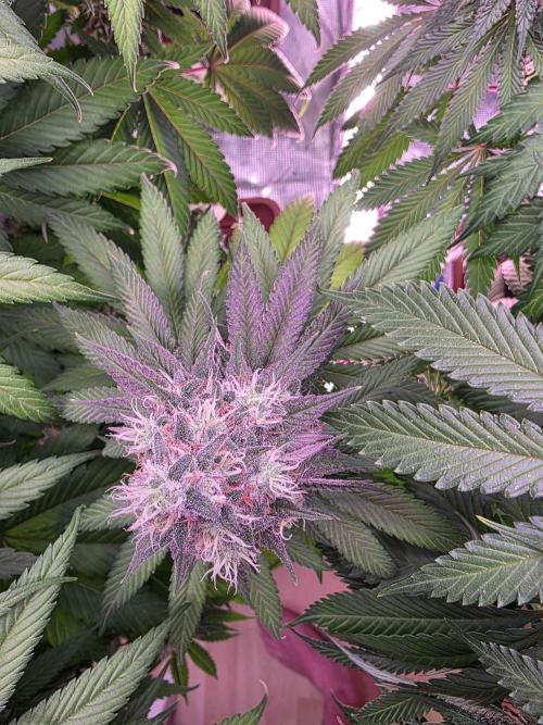 cHomiK Lilac Diesel Rbx2. Week 12