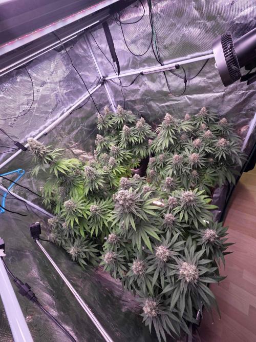 cHomiK Lilac Diesel Rbx2. Week 12