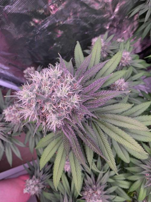 cHomiK Lilac Diesel Rbx2. Week 12