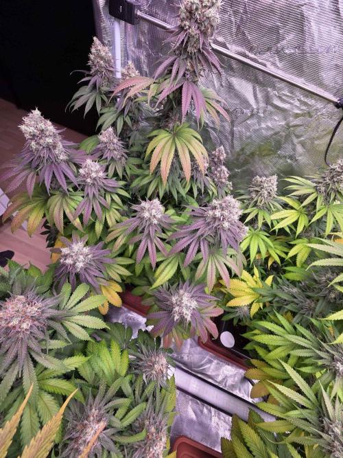 cHomiK Lilac Diesel Rbx2. Week 13