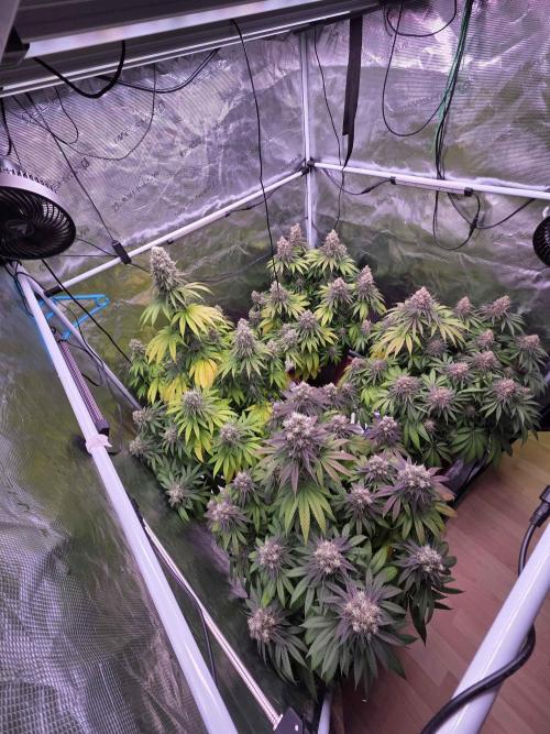 cHomiK Lilac Diesel Rbx2. Week 13
