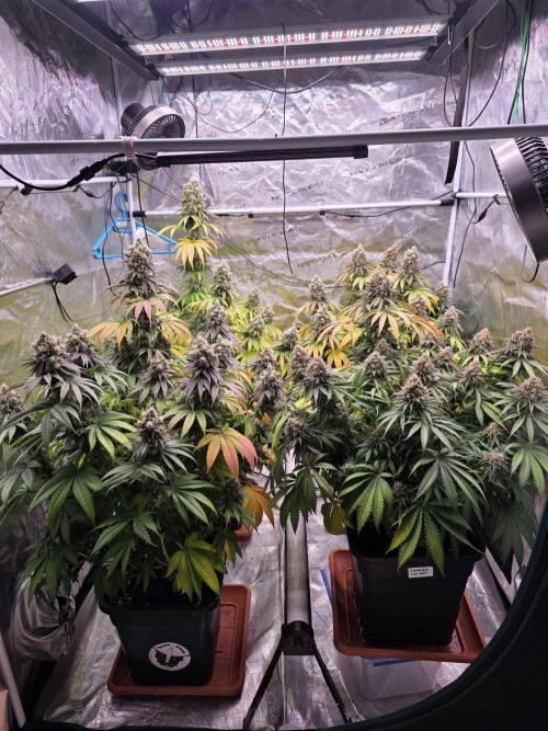 cHomiK Lilac Diesel Rbx2. Week 14