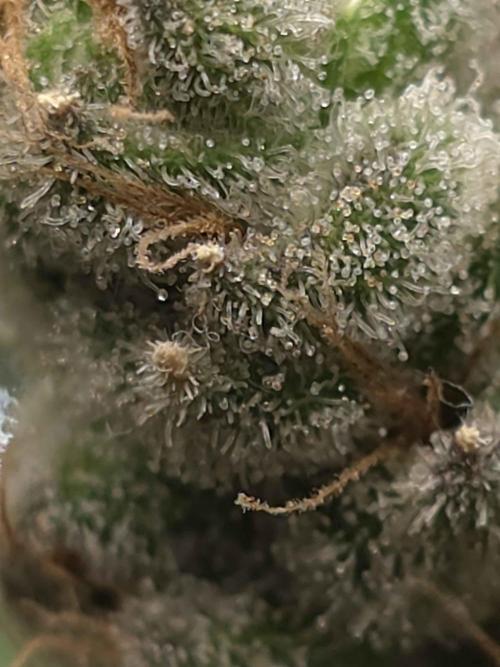 cHomiK Lilac Diesel Rbx2. Week 15 - 65day flo 