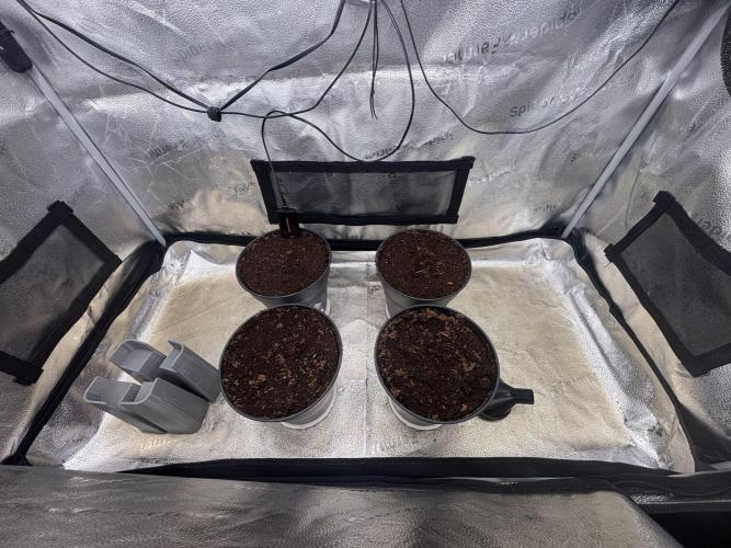Critical mass fast Grow. Week 0