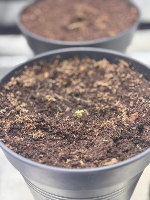 Critical mass fast Grow. Week 0