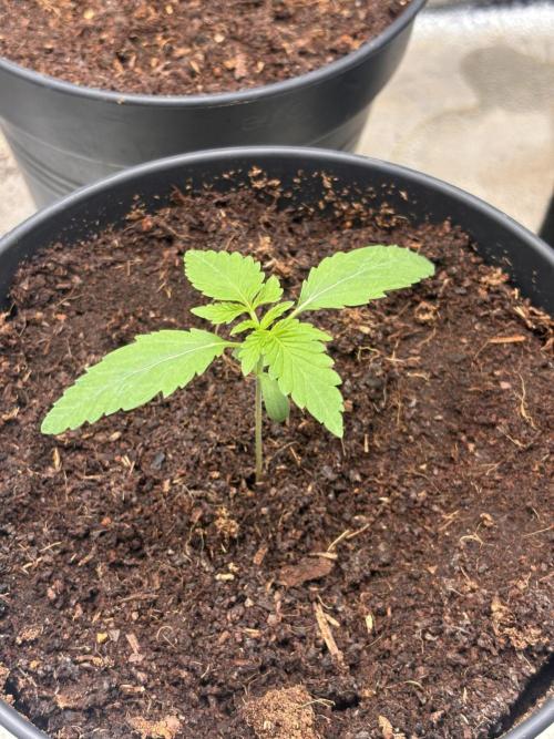 Critical mass fast Grow. Week 1
