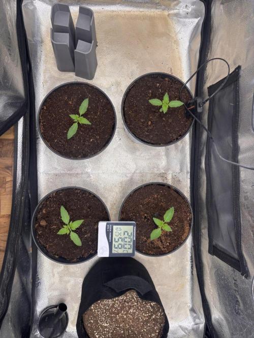 Critical mass fast Grow. Week 1