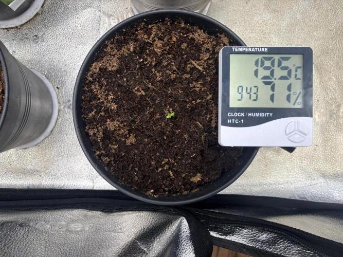 Critical mass fast Grow. Week 0