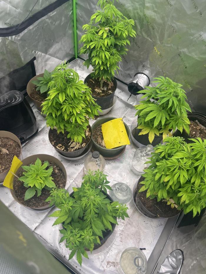 Retired Medic's Hobby. Week 7 - 5 tall ones, 2 shorties, 2 didn't germinate at all.