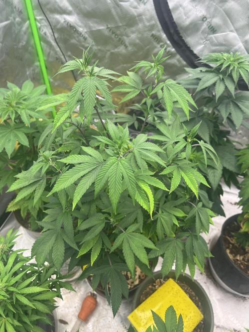 Retired Medic's Hobby. Week 9