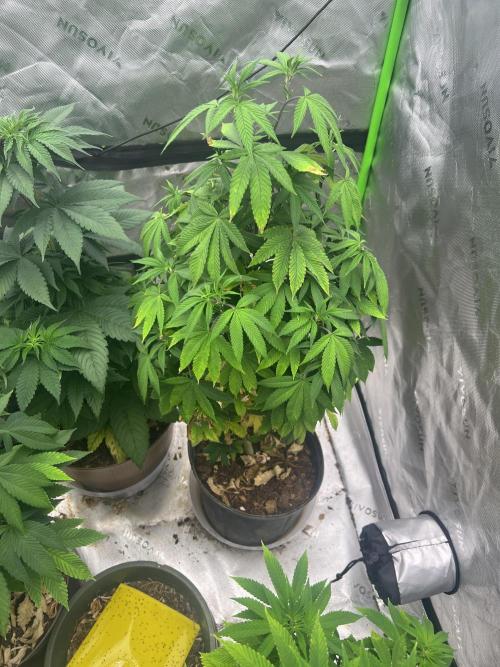 Retired Medic's Hobby. Week 9
