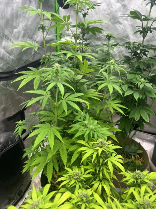 Retired Medic's Hobby. Week 10