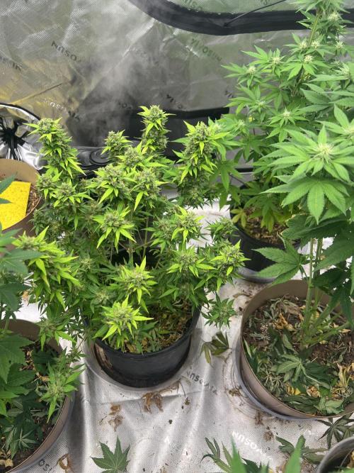 Retired Medic's Hobby. Week 11