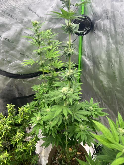 Retired Medic's Hobby. Week 11