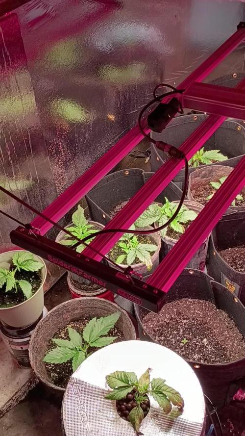 420 Auto