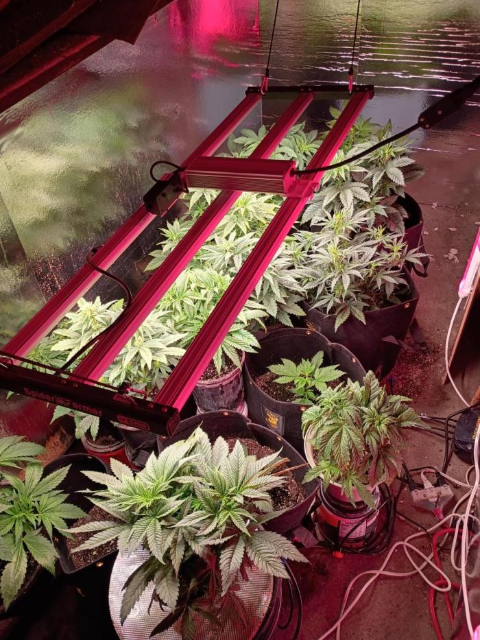 420 Auto. Week 6 - Bright green and ready for the branches full of color.