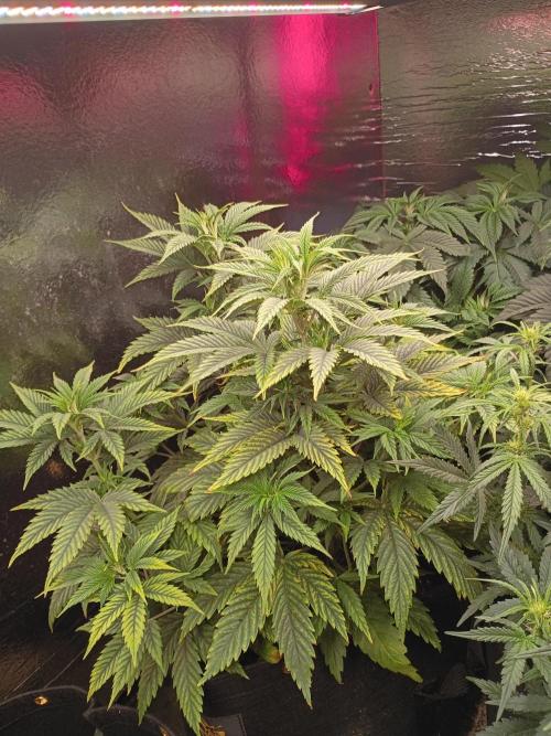 420 Auto. Week 7 - NYD from Seedsupreme, Looking unbelievable!!! Bright 😎🌻 green,bud branches.