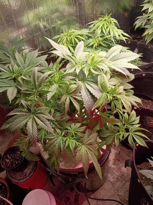420 Auto. Week 7 - White a Russian from Seedsupreme!!! 