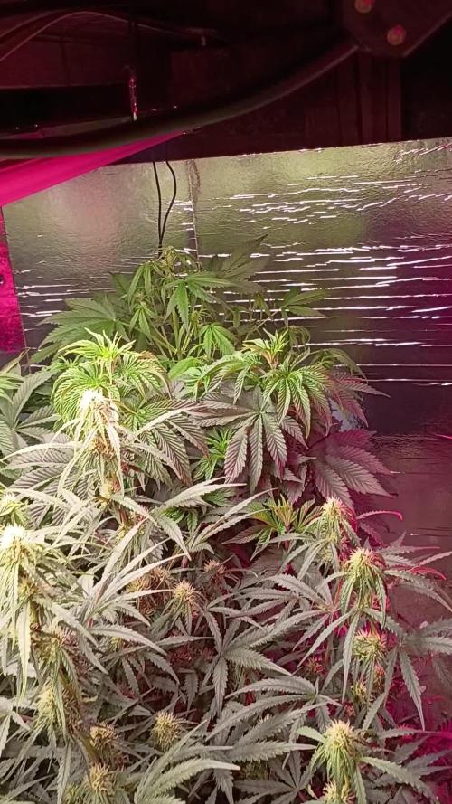 420 Auto