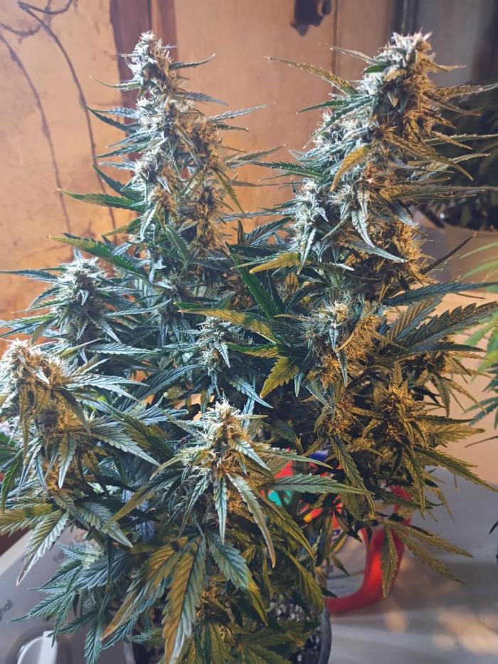 420 Auto. Week 9 - Week 9,The Buds are looking amazing.  