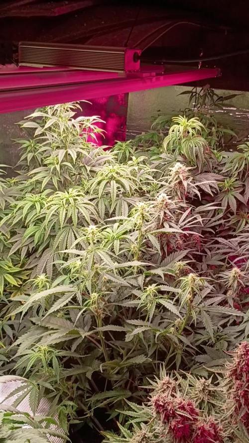 420 Auto