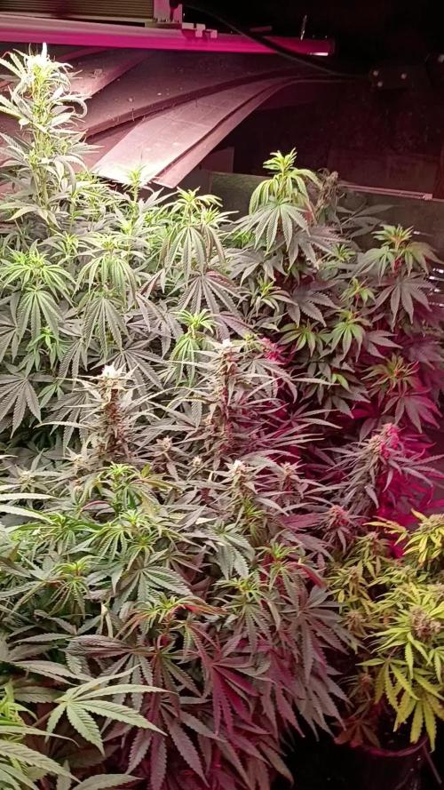 420 Auto