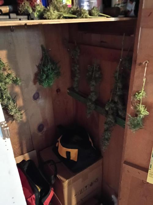 420 Auto. Week 11 - Little plant,but nice nuggs