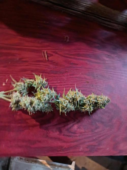 420 Auto. Week 11 - Alien gas XXL, Amazing looking buds.