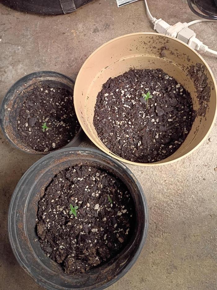 Greasy Monkey Outdoors. Week 1 - Good Start,For Some Good Green.