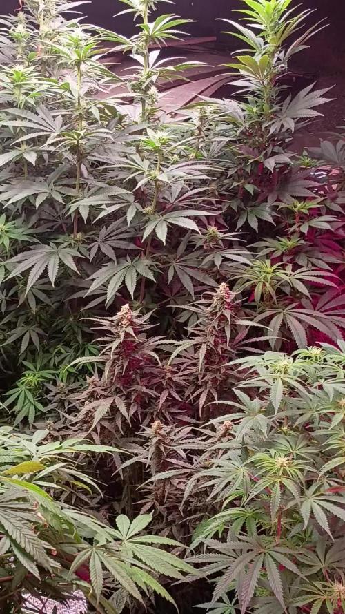 420 Auto