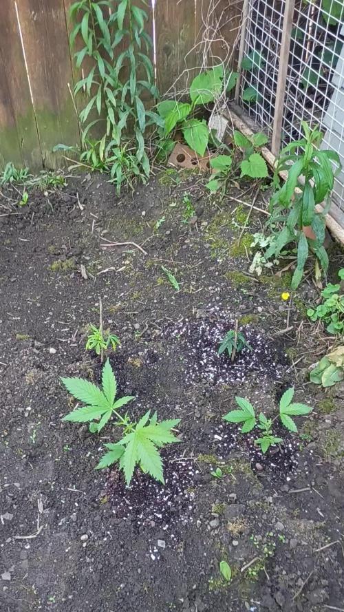 Greasy Monkey Outdoors
