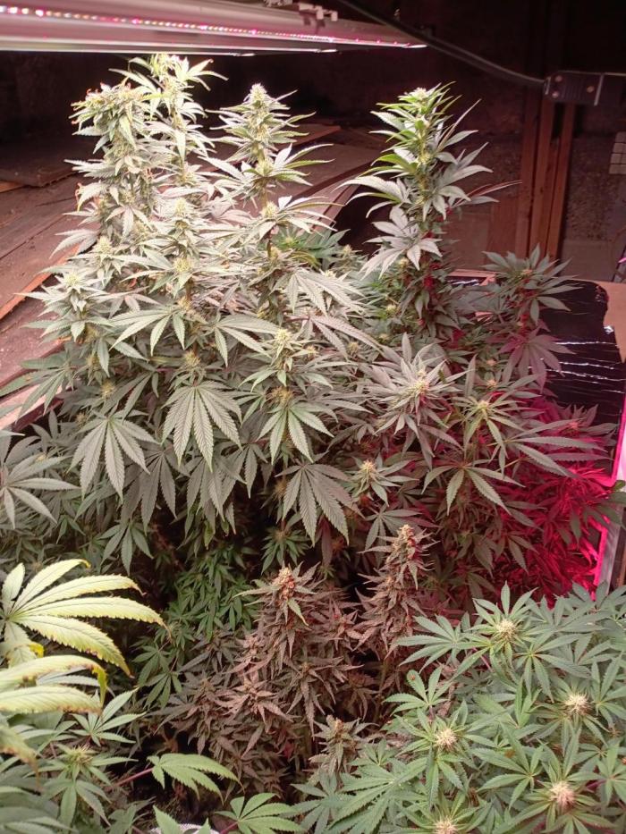 420 Auto. Week 14 - Time for the budding nutrients.