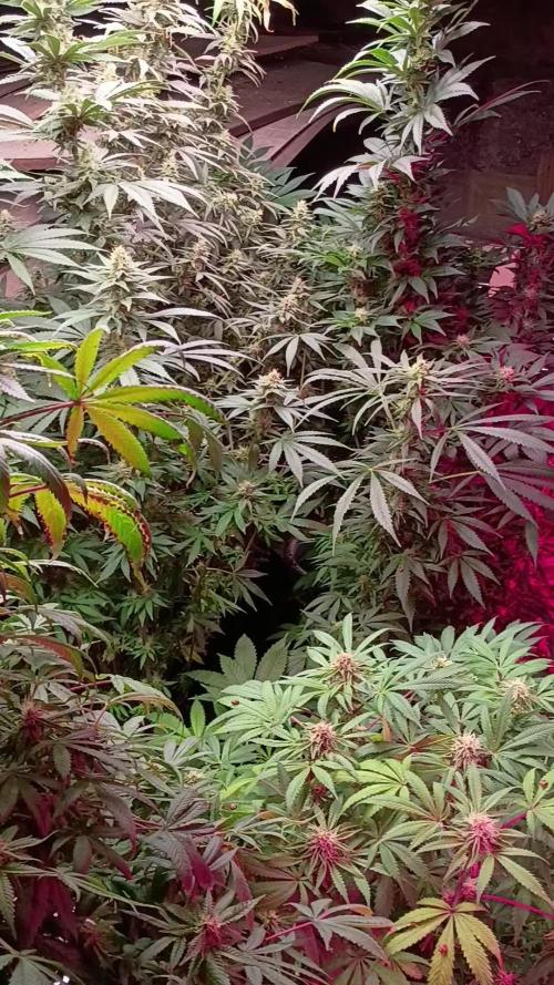 420 Auto
