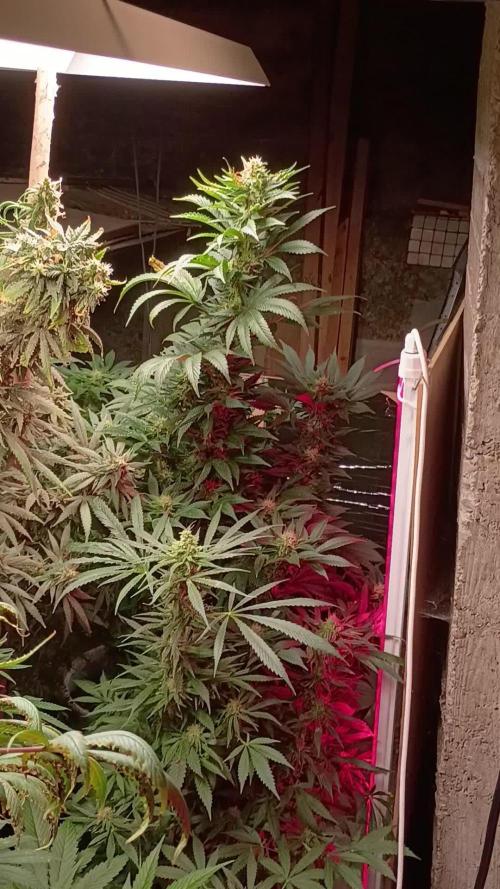 420 Auto