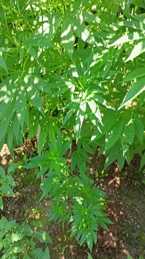 Greasy Monkey Outdoors