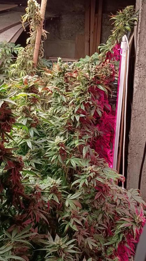 420 Auto