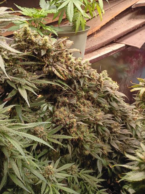 Fast Buds - Gorilla Z Auto by GrowHero420
