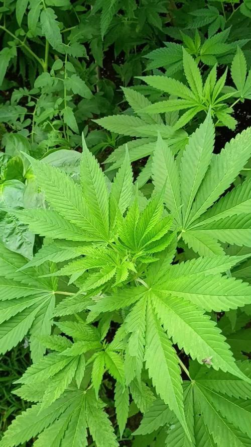 Greasy Monkey Outdoors