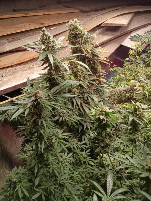 Fast Buds - Gorilla Z Auto door GrowHero420