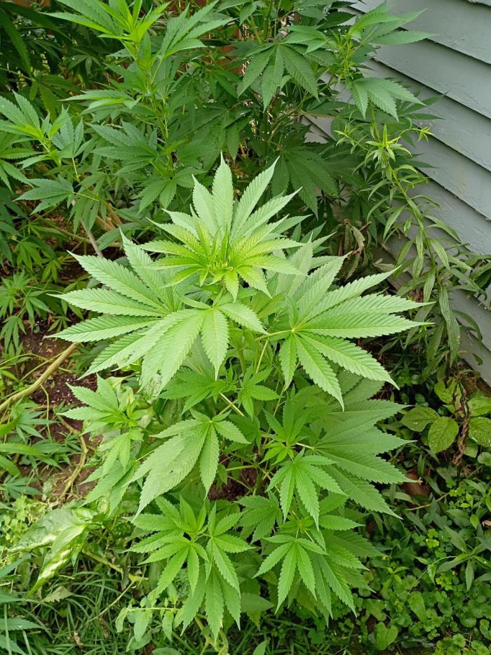 Greasy Monkey Outdoors. Week 7 - Neon Green and Loving it!! Amsterdam and Seedsupreme know there Green!!!