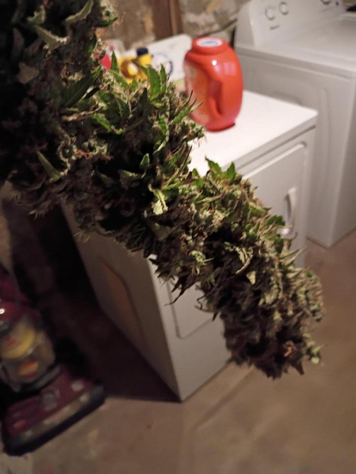 420 Auto. Week 19 - Know your Diesel and white runtz,simply Amazing.