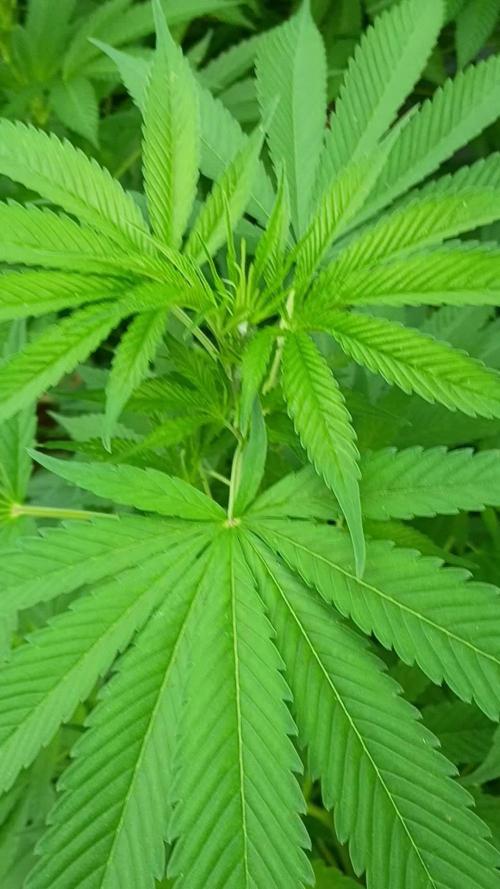 Greasy Monkey Outdoors