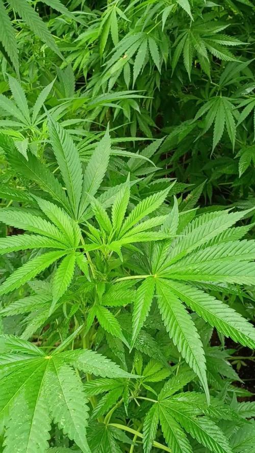 Greasy Monkey Outdoors
